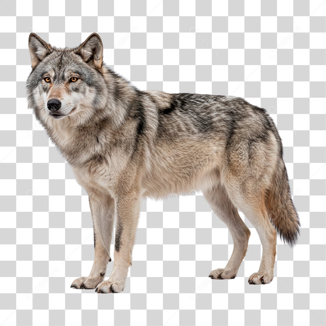 Lobo Cinzento PNG Transparente