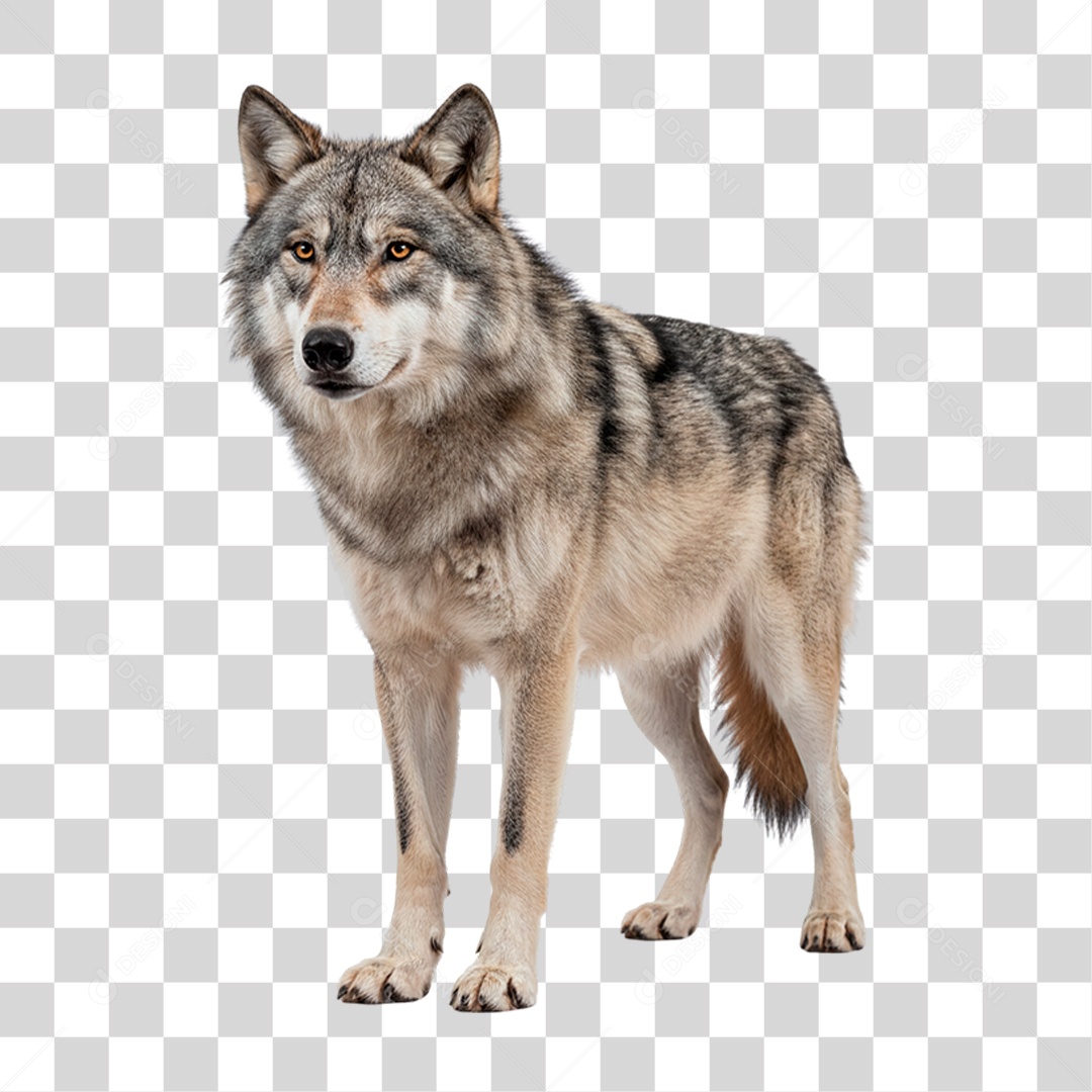 Lobo Cinzento PNG Transparente
