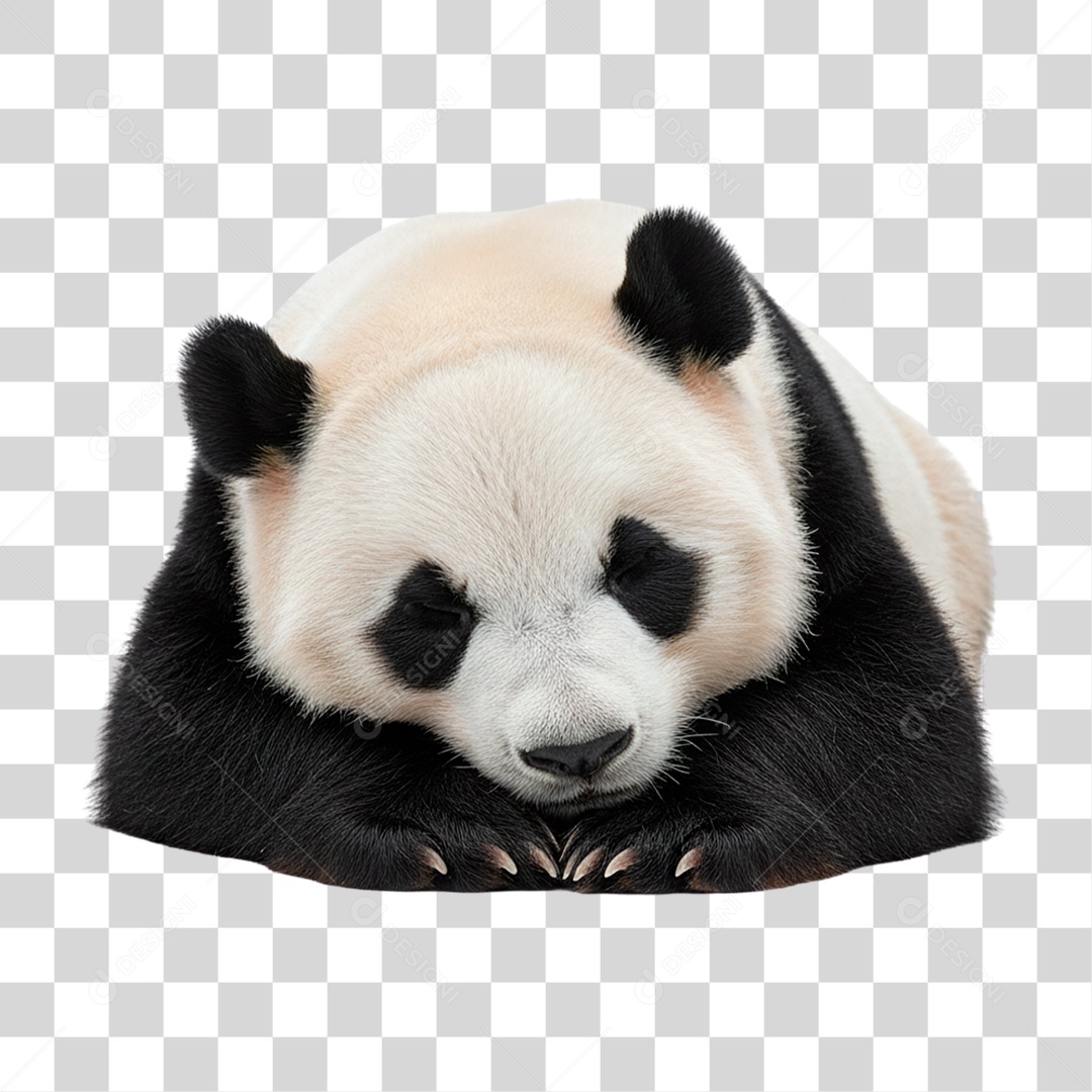 Panda Gigante PNG Transparente