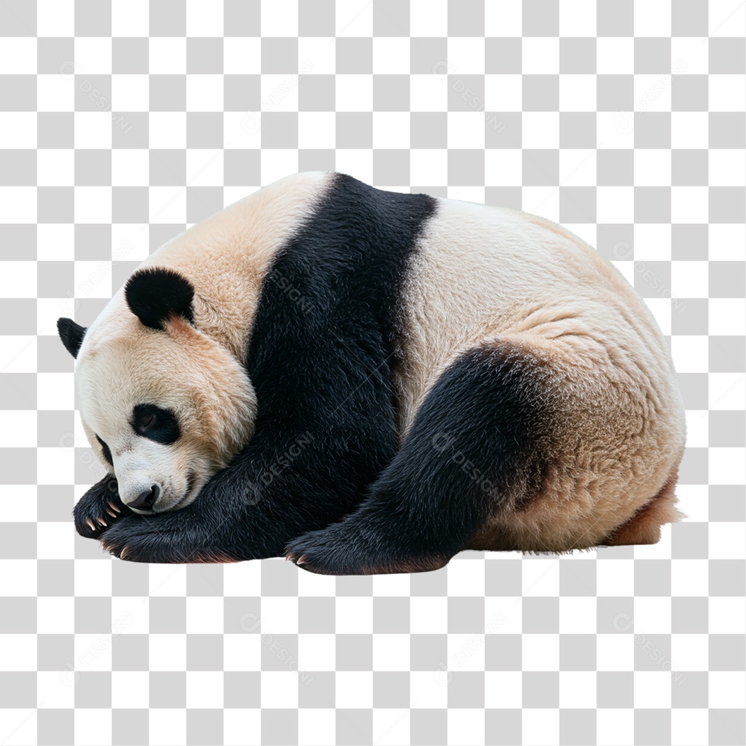 Panda Gigante PNG Transparente