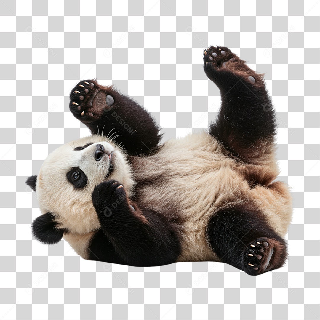 Panda Gigante PNG Transparente