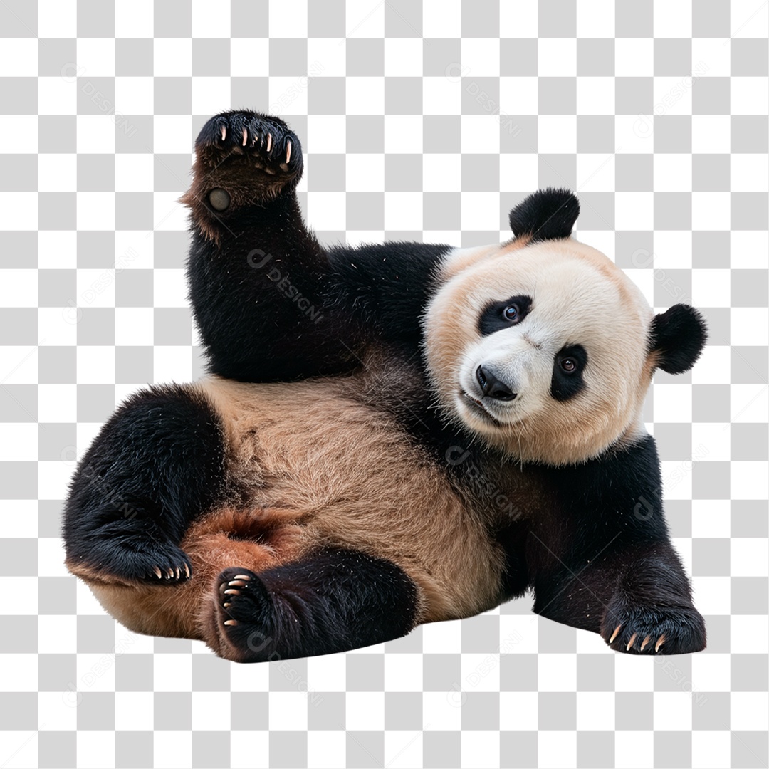 Panda Gigante PNG Transparente