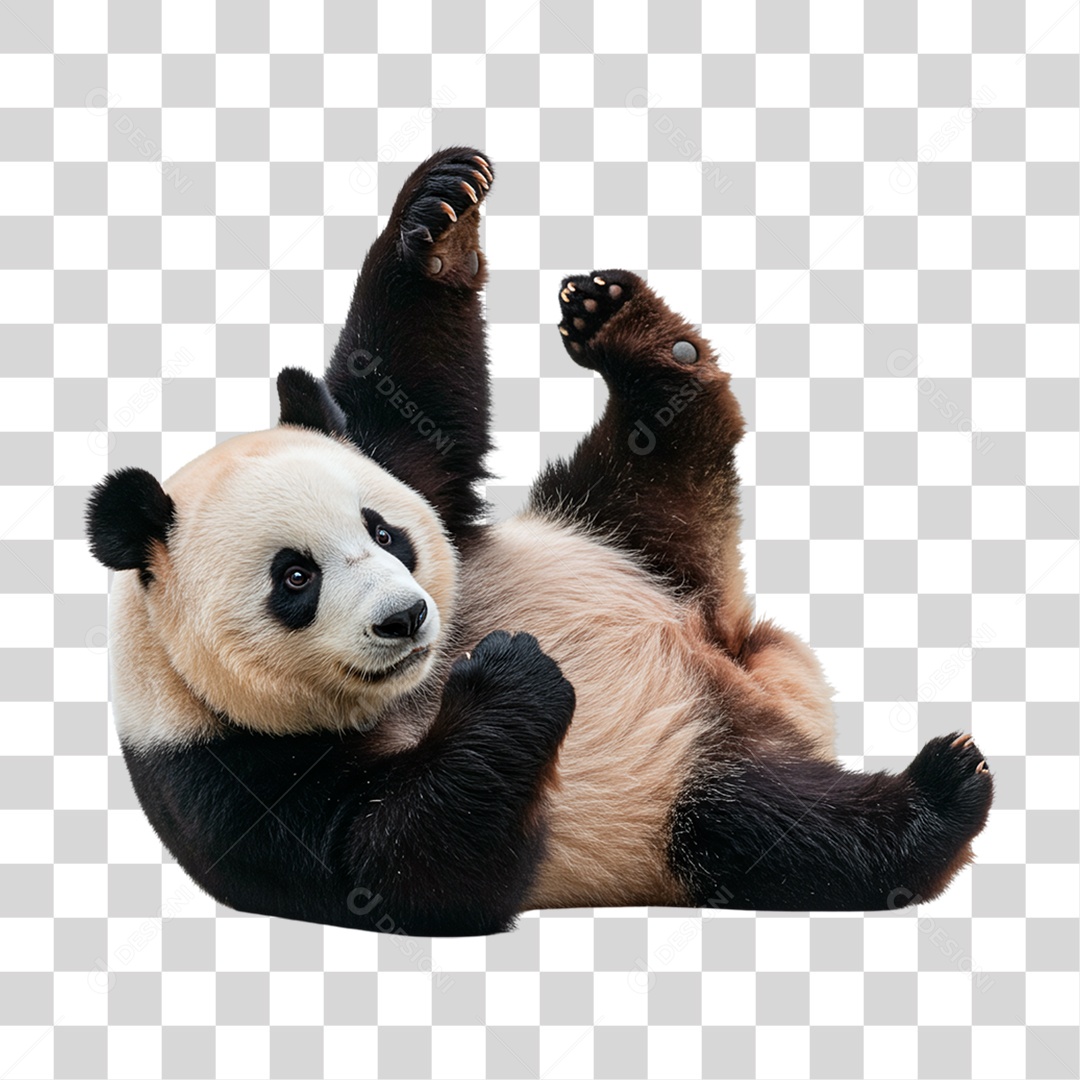 Panda Gigante PNG Transparente