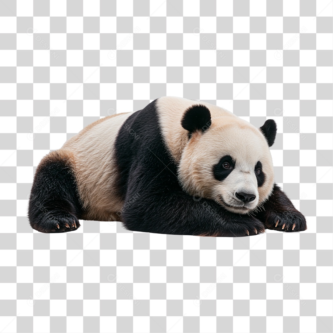 Panda Gigante PNG Transparente