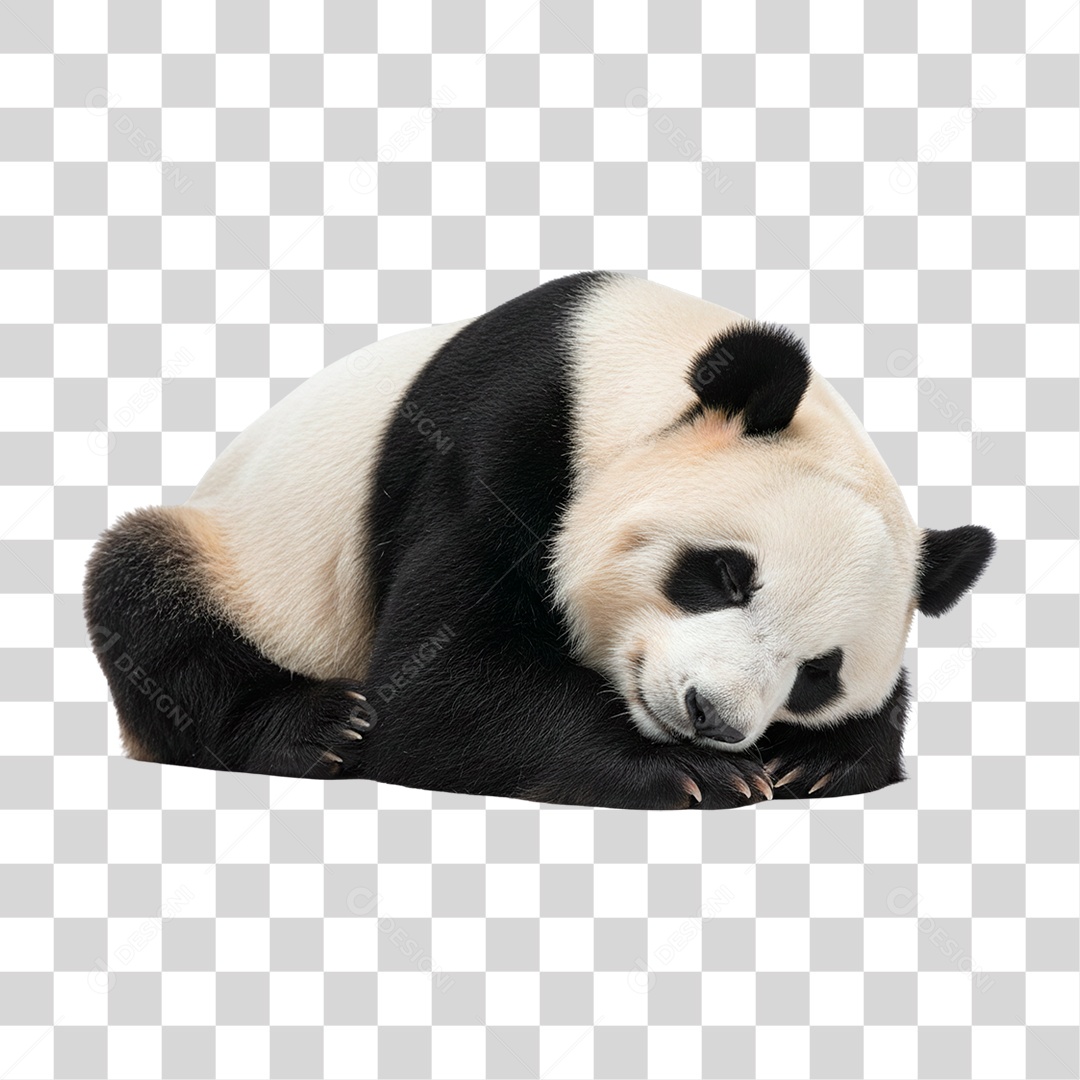 Panda Gigante PNG Transparente