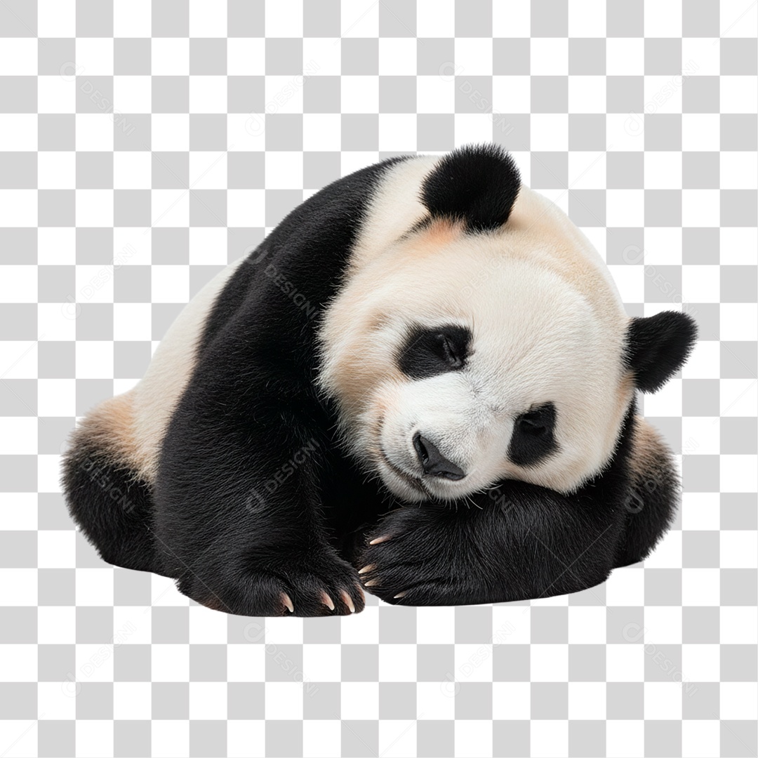 Panda Gigante PNG Transparente