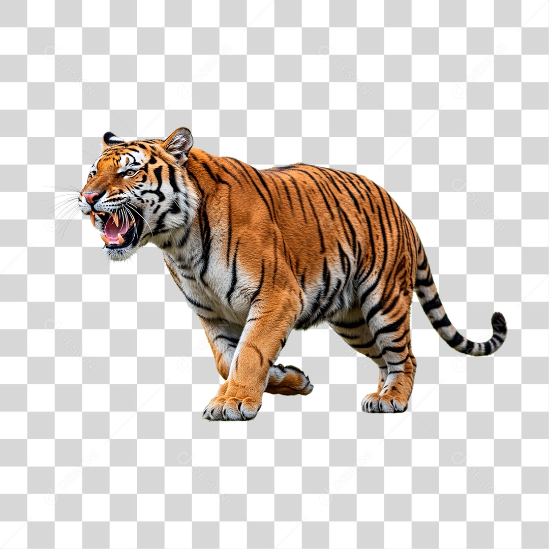 Tigre Adulto PNG Transparente