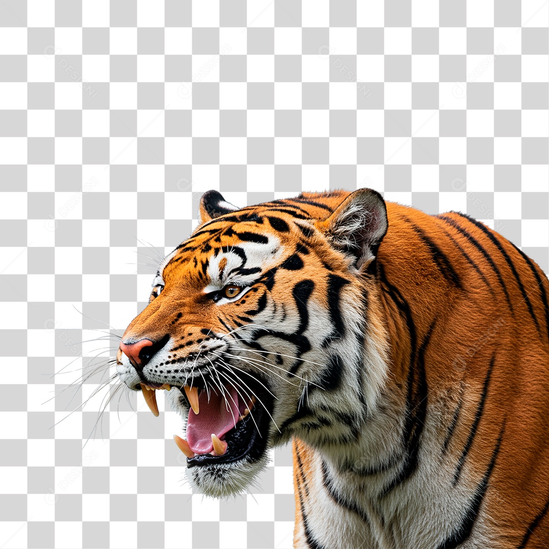 Tigre Adulto PNG Transparente