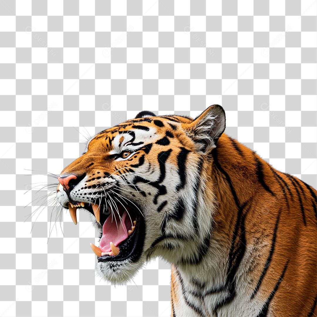 Tigre Adulto PNG Transparente