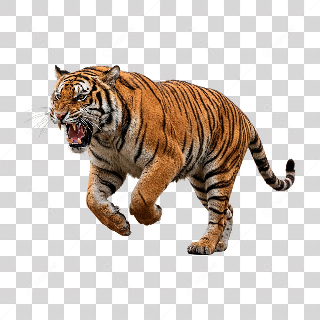 Tigre Adulto PNG Transparente