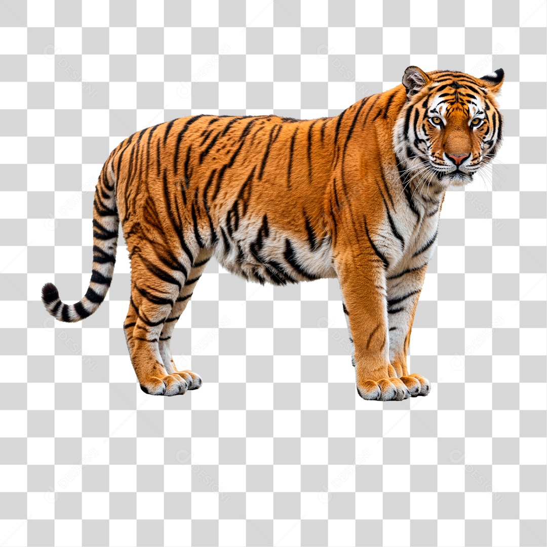 Tigre Adulto PNG Transparente