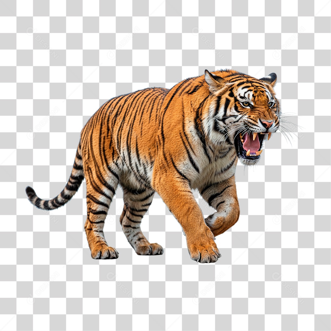 Tigre Adulto PNG Transparente