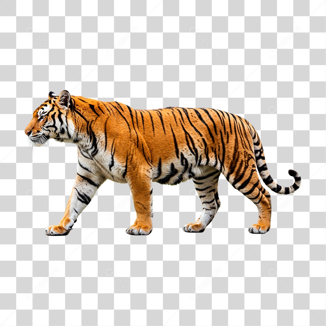 Tigre Adulto PNG Transparente