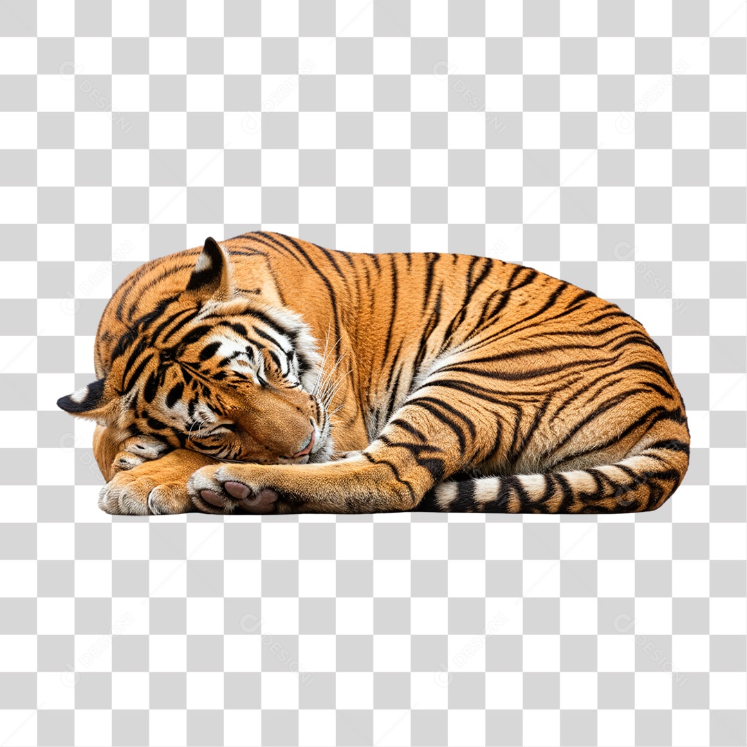 Tigre Adulto PNG Transparente