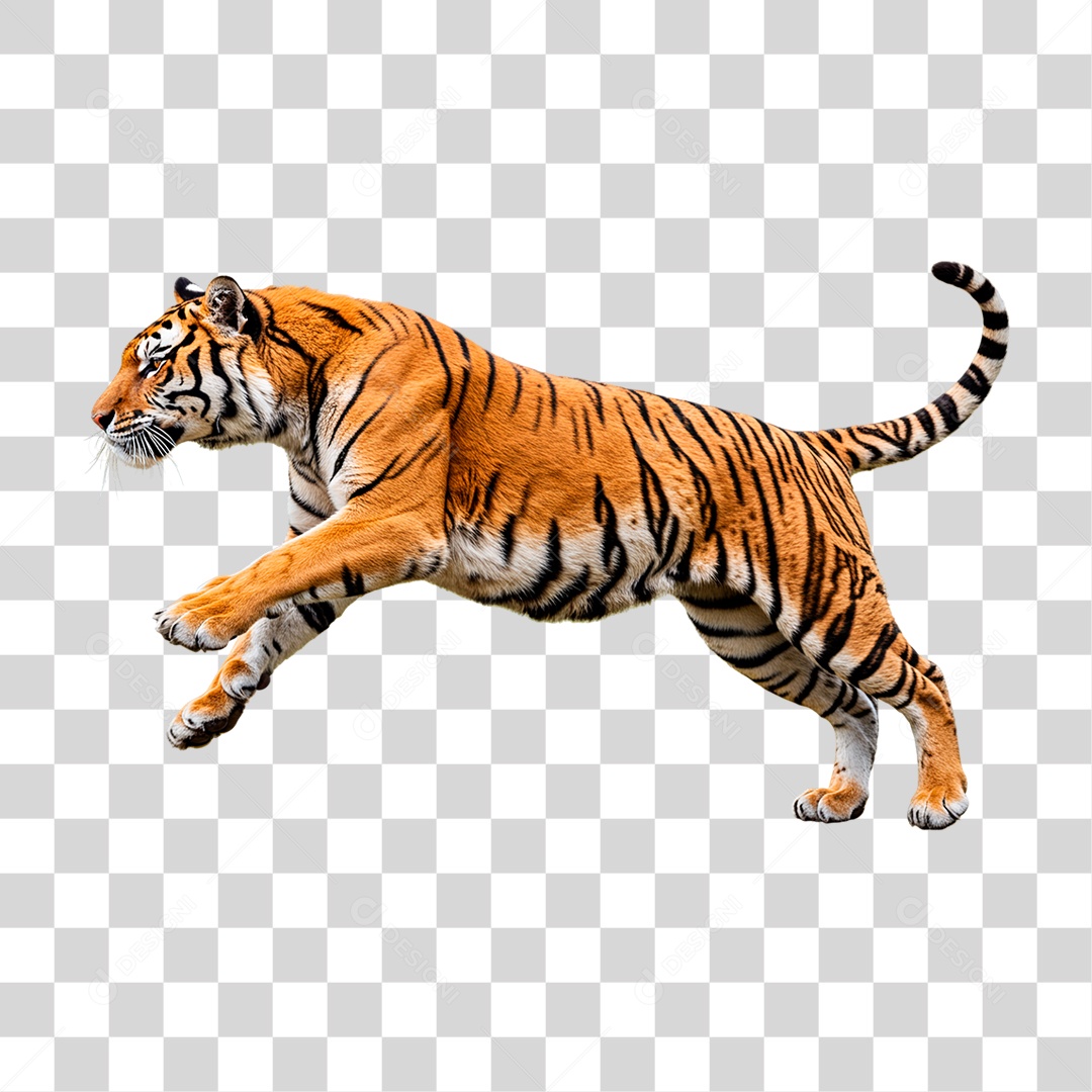 Tigre Adulto PNG Transparente
