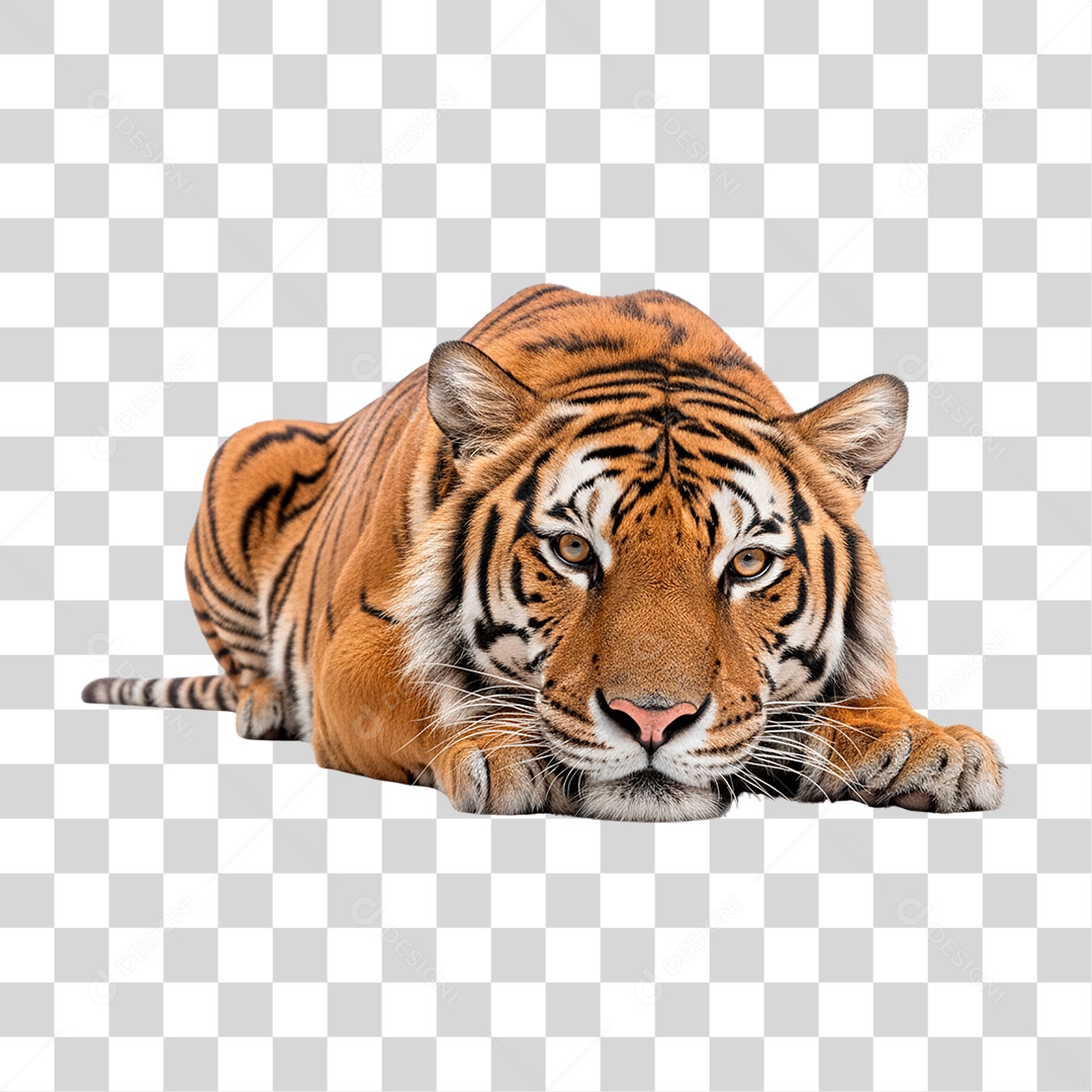 Tigre Adulto PNG Transparente