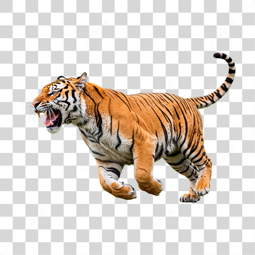 Tigre Adulto PNG Transparente