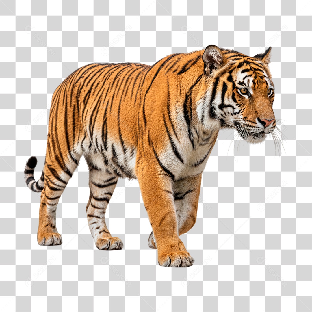 Tigre Adulto PNG Transparente