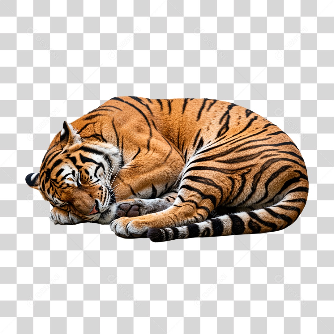 Tigre Adulto PNG Transparente