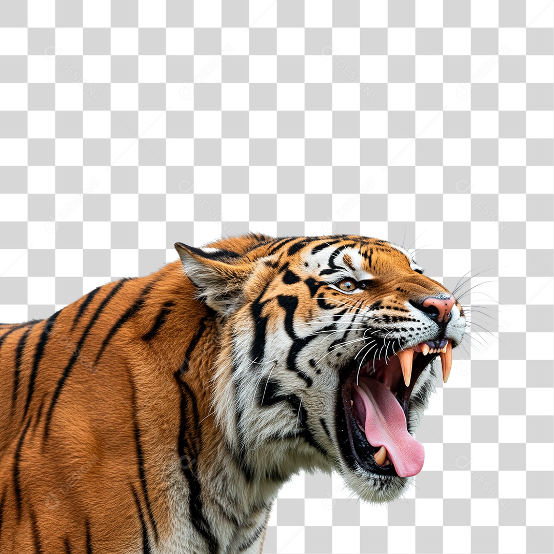 Tigre Adulto PNG Transparente