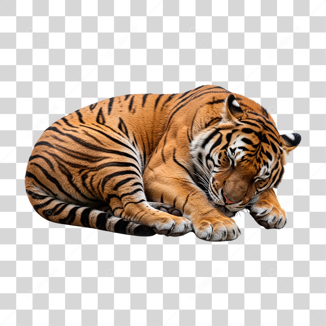 Tigre Adulto PNG Transparente