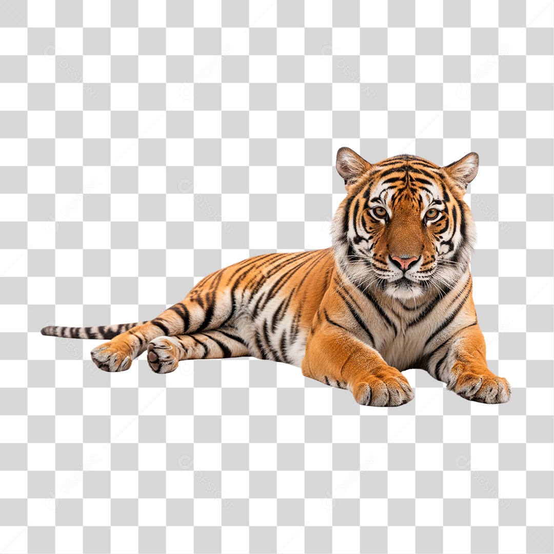 Tigre Adulto PNG Transparente