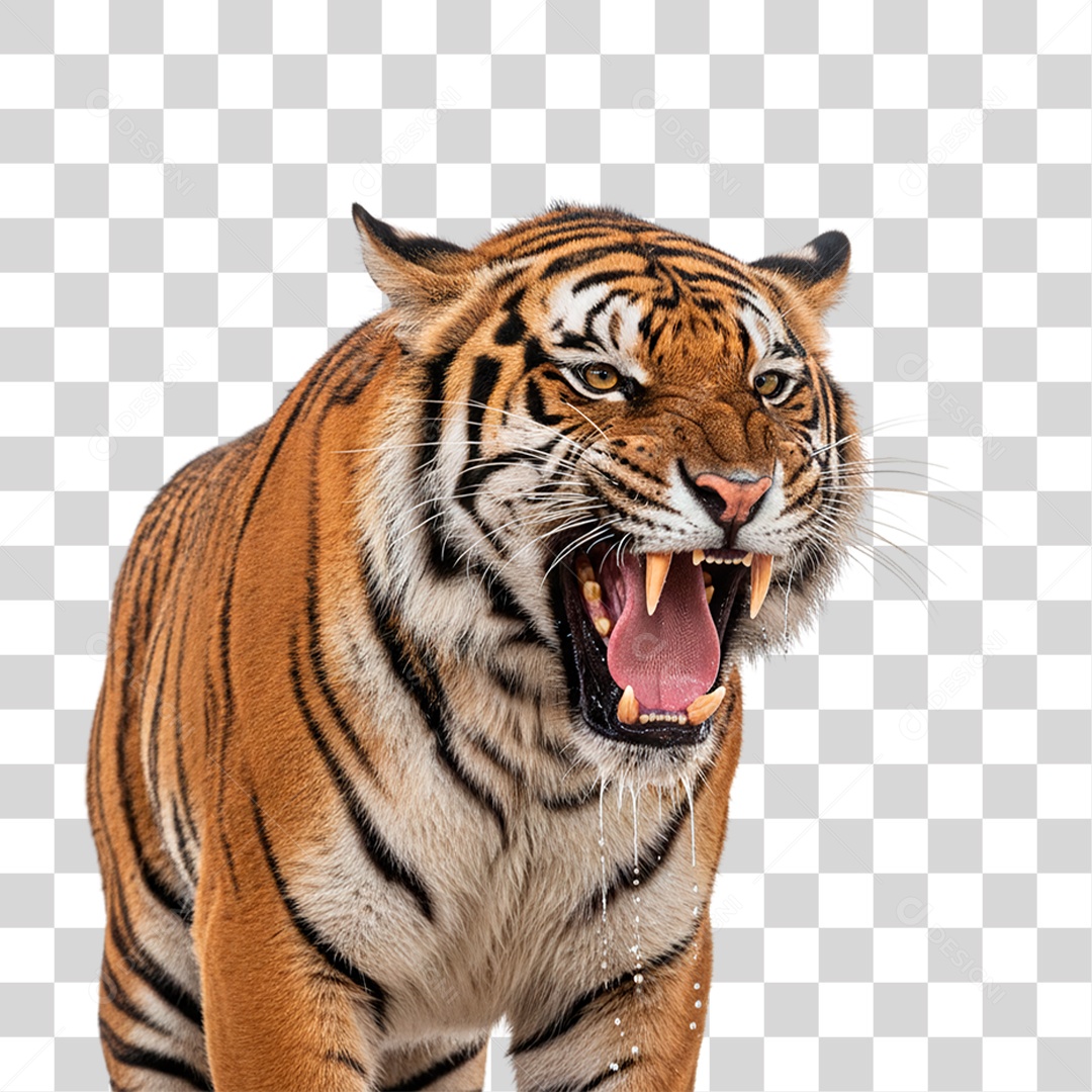 Tigre Adulto PNG Transparente