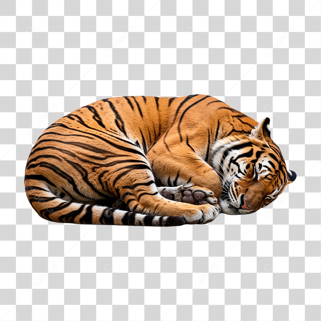Tigre Adulto PNG Transparente