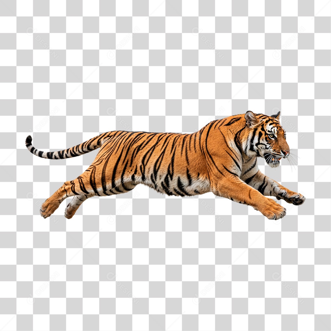 Tigre Adulto PNG Transparente