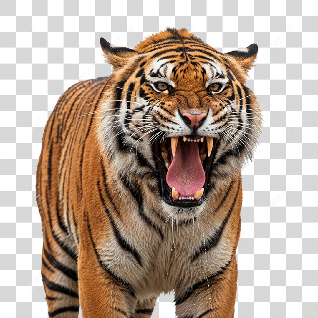 Tigre Adulto PNG Transparente