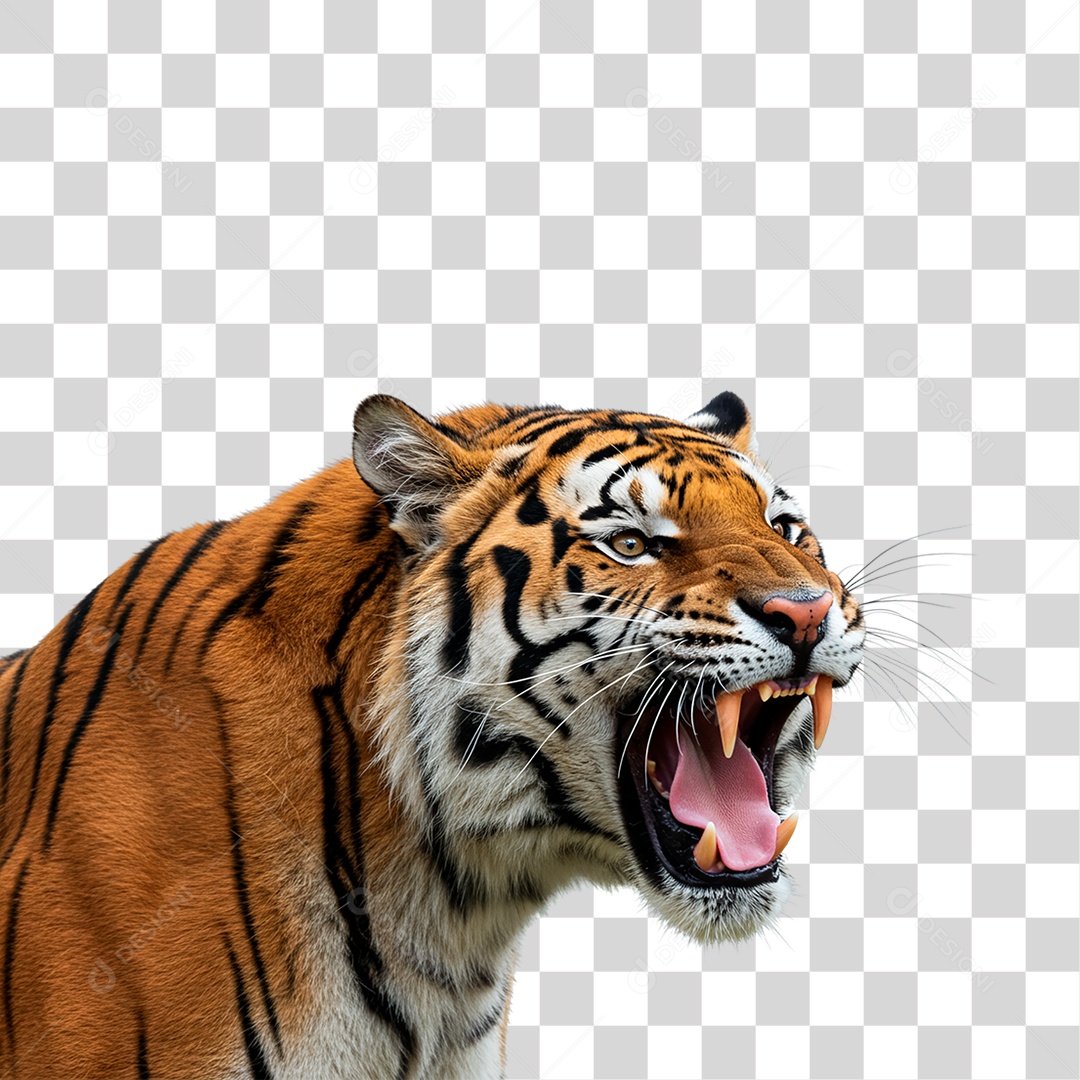 Tigre Adulto PNG Transparente