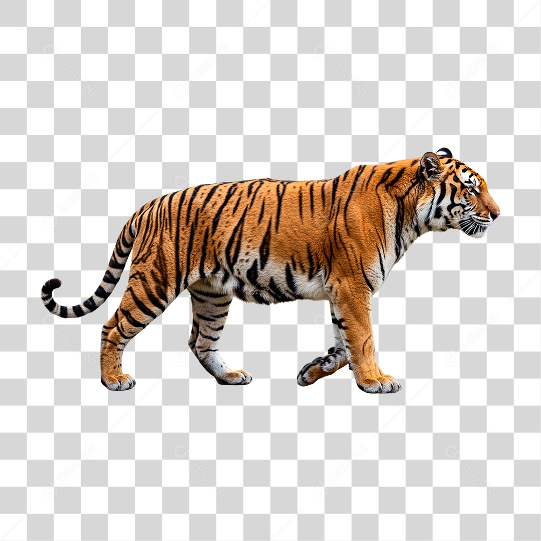 Tigre Adulto PNG Transparente