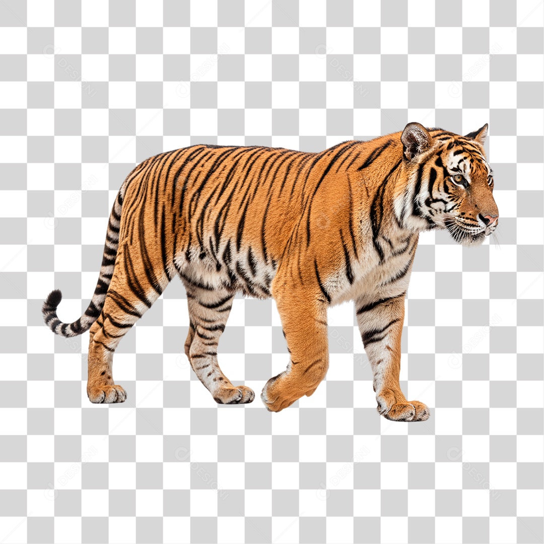 Tigre Adulto PNG Transparente
