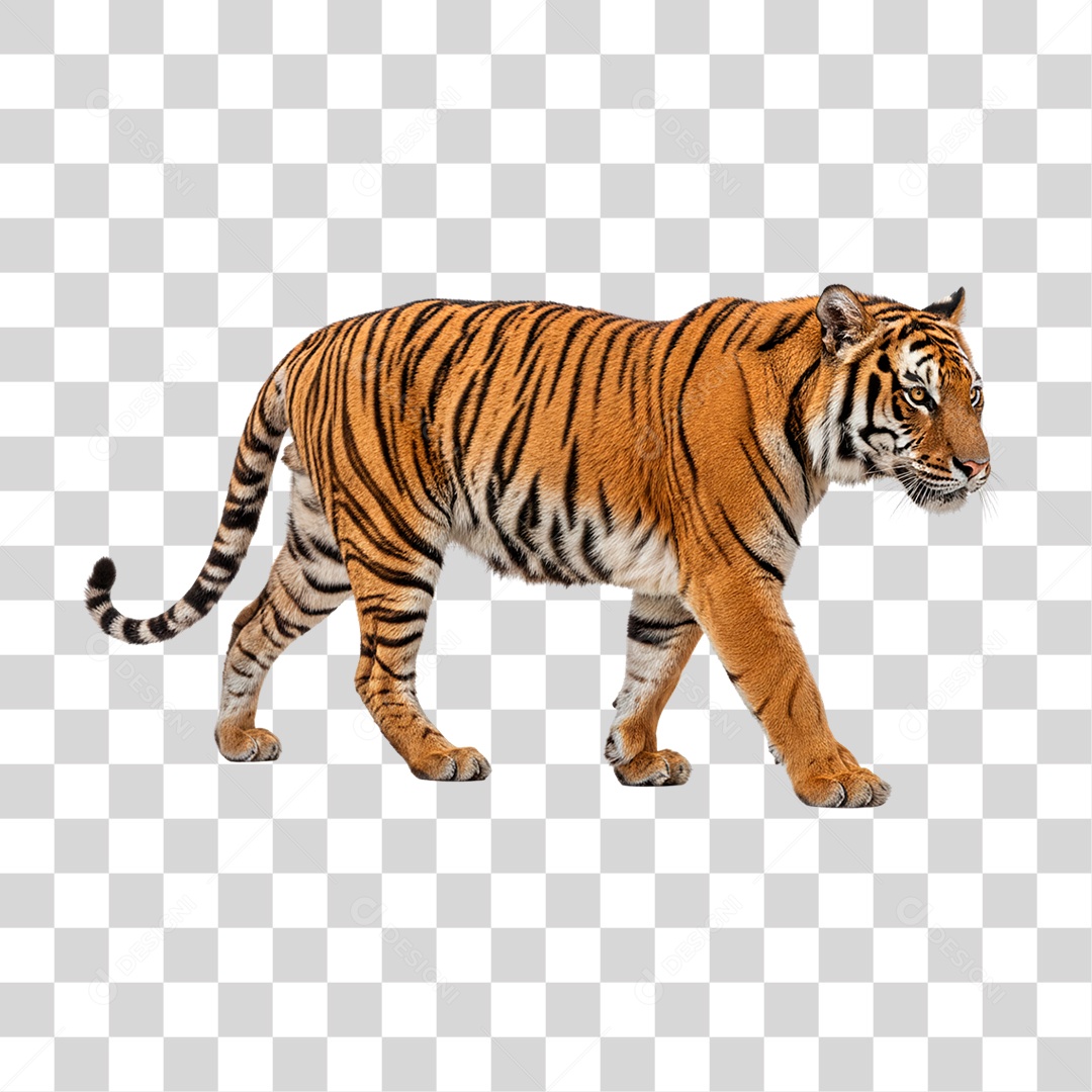 Tigre Adulto PNG Transparente