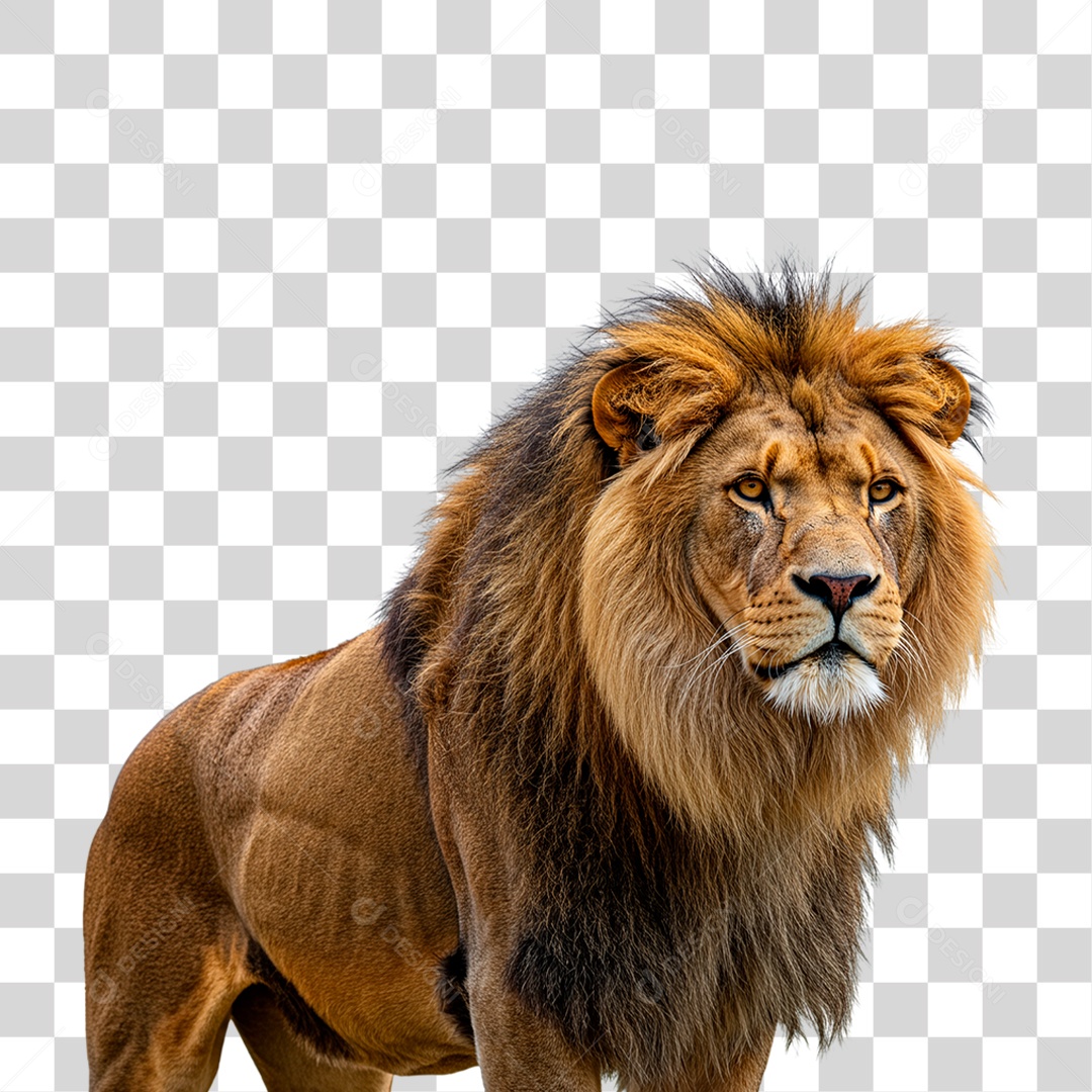 Leão Adulto PNG Transparente