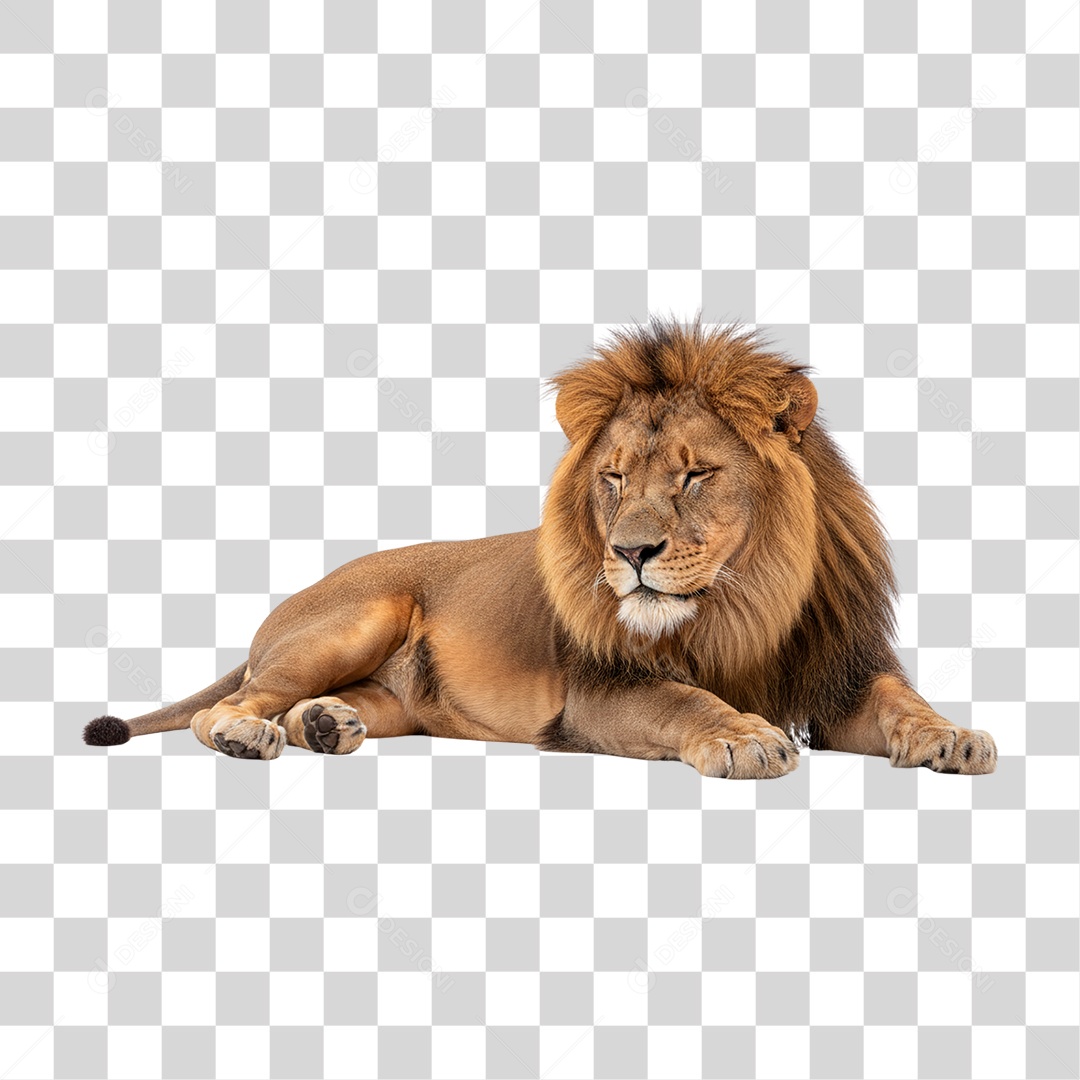 Leão Adulto PNG Transparente