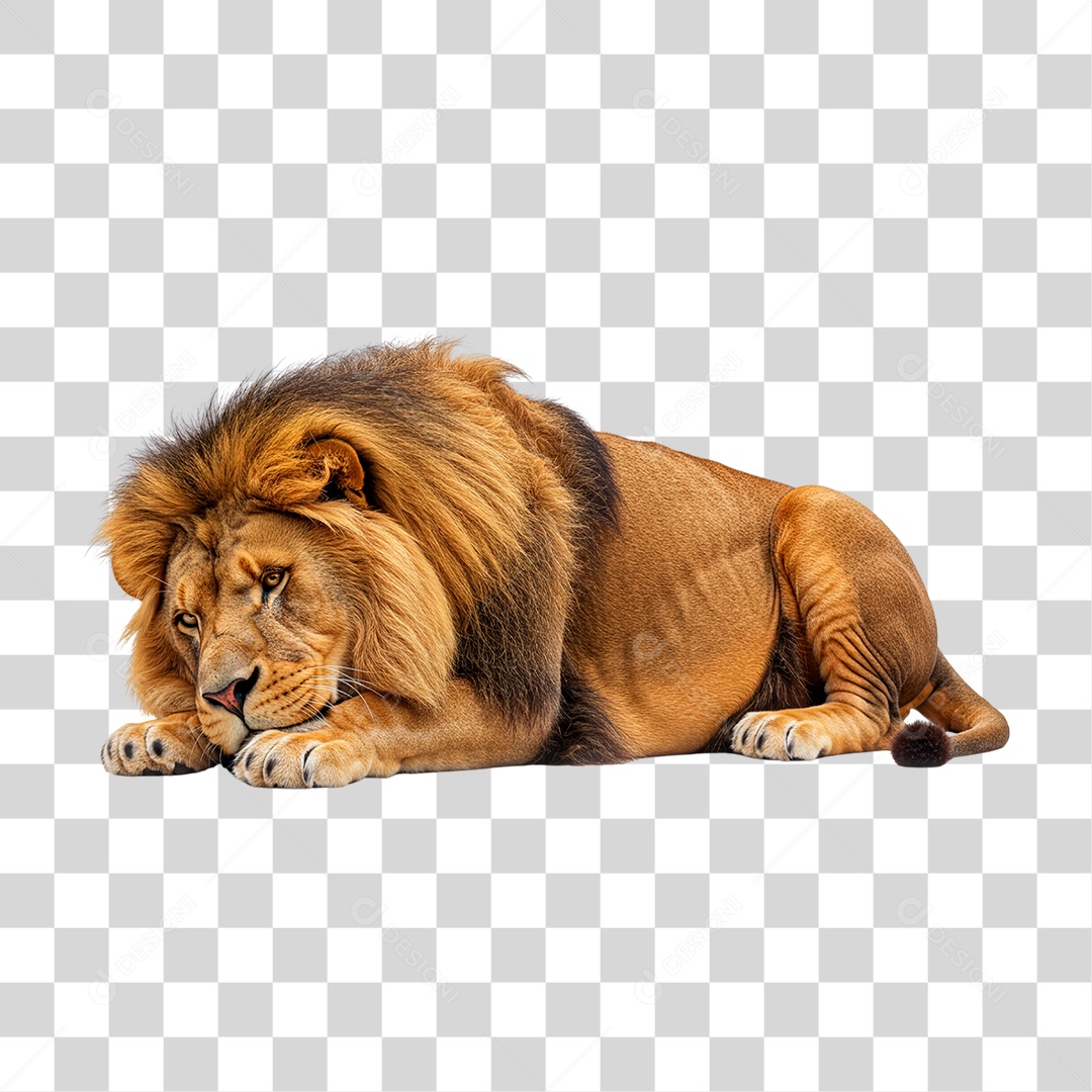 Leão Adulto PNG Transparente