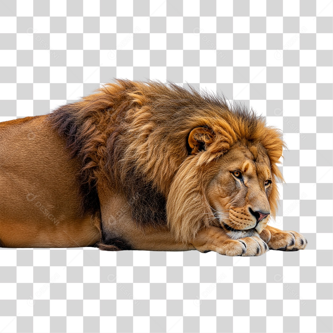 Leão Deitado PNG Transparente