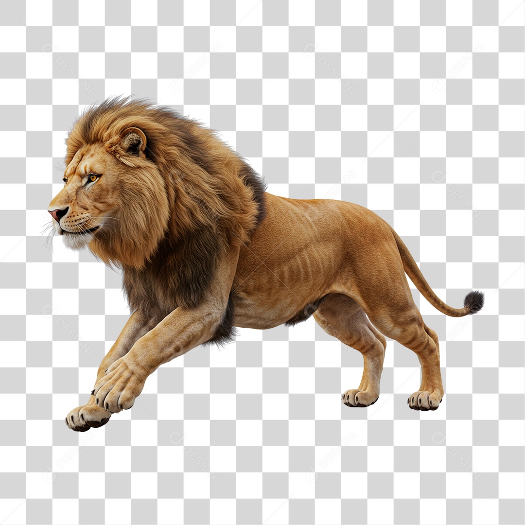 Leão Adulto PNG Transparente