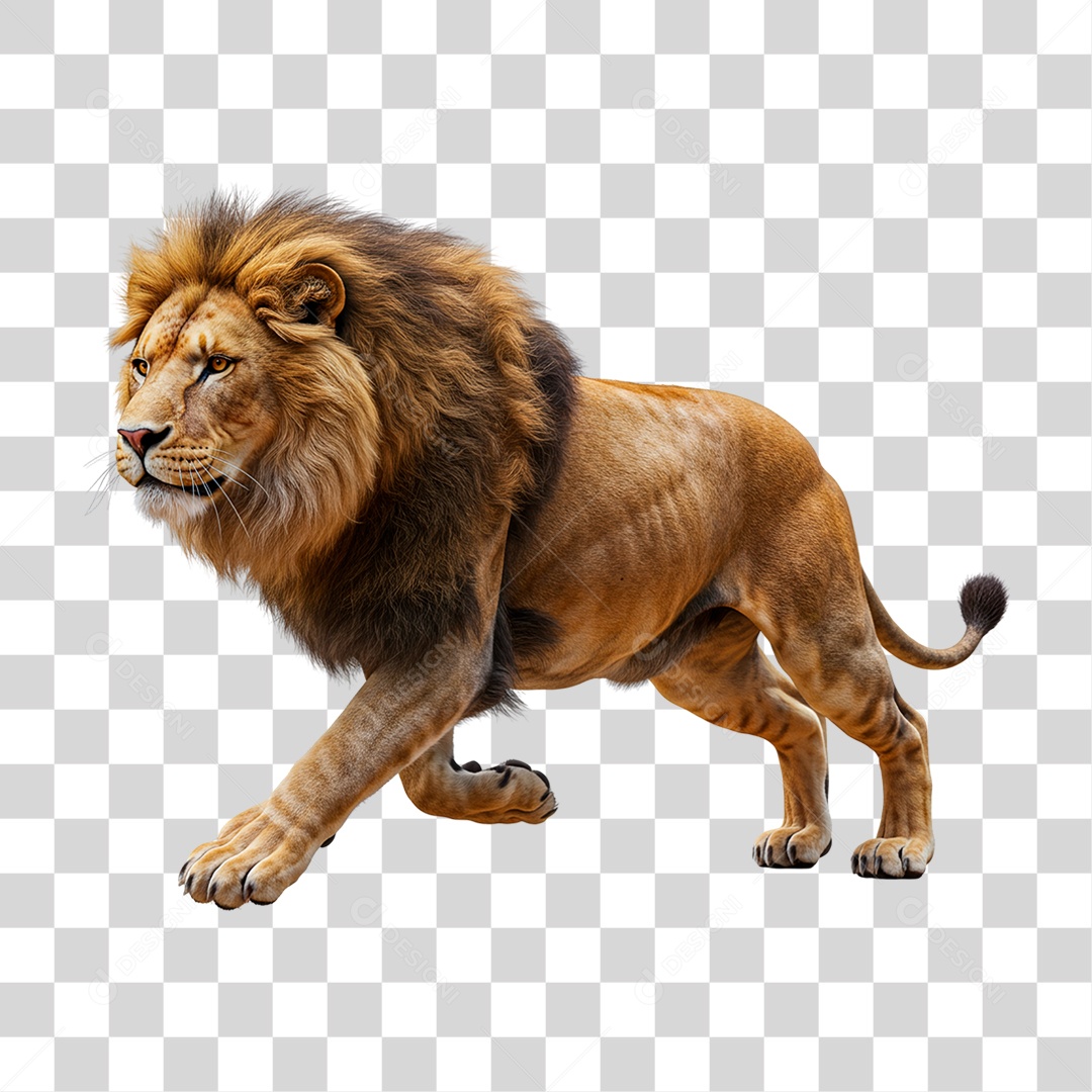 Leão Adulto PNG Transparente