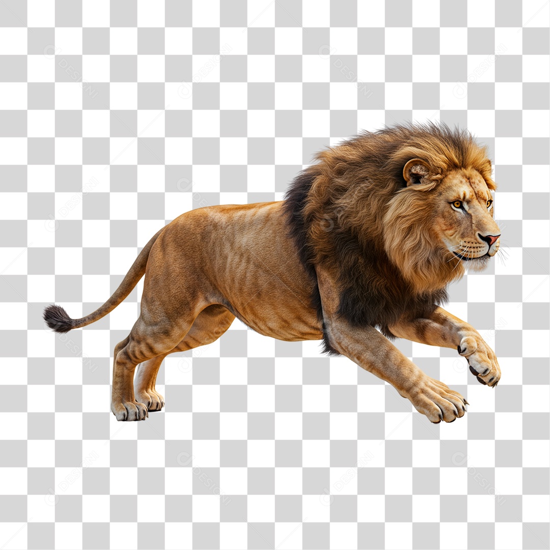 Leão Adulto PNG Transparente