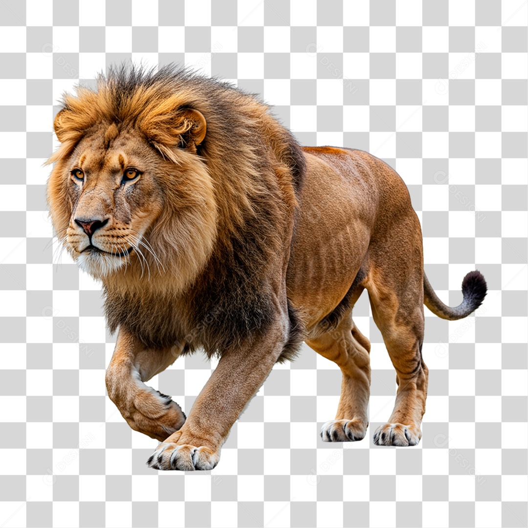 Leão Adulto PNG Transparente