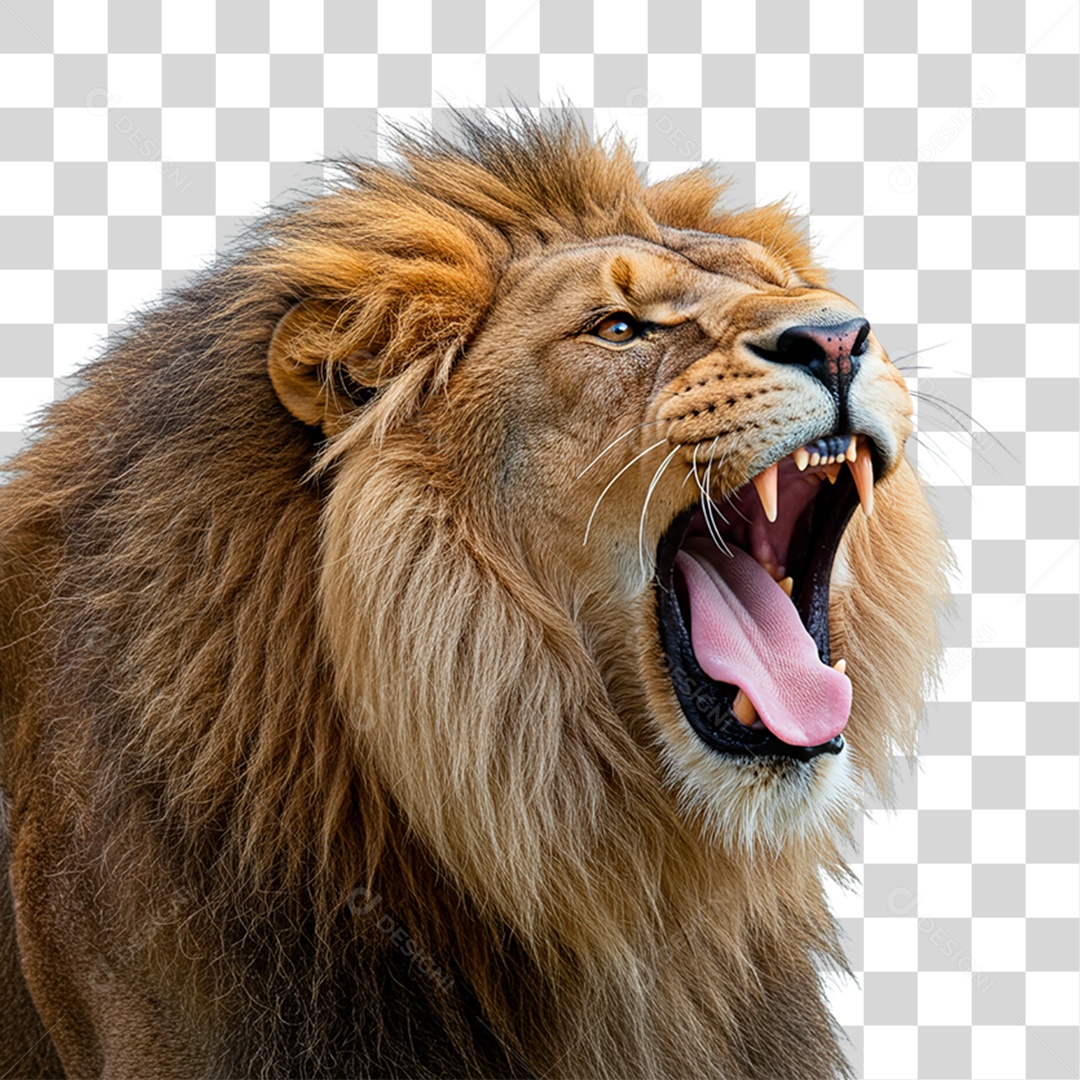 Leão Adulto PNG Transparente