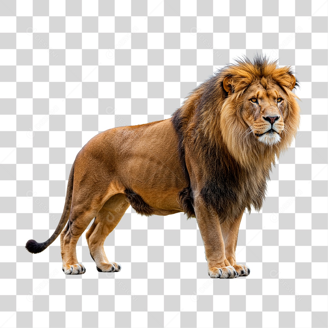 Leão Adulto PNG Transparente