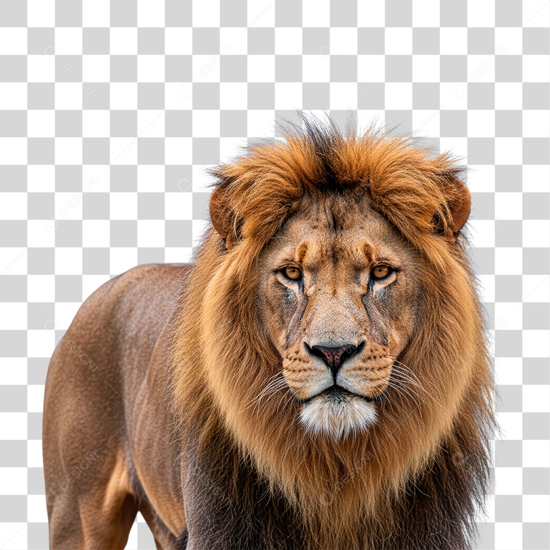 Leão Adulto PNG Transparente