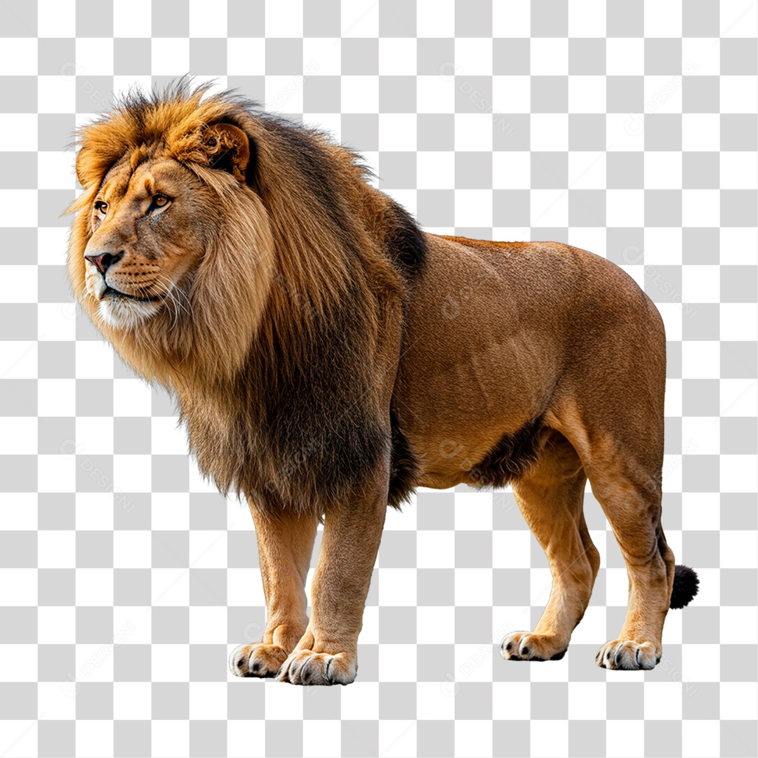 Leão Adulto PNG Transparente