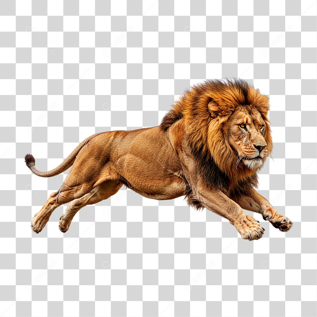 Leão Adulto PNG Transparente