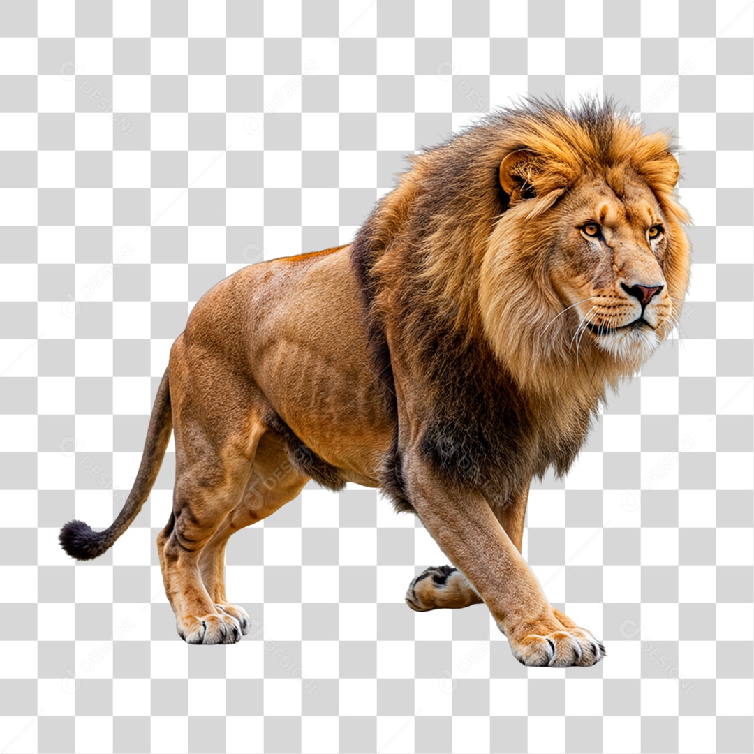 Leão Adulto PNG Transparente