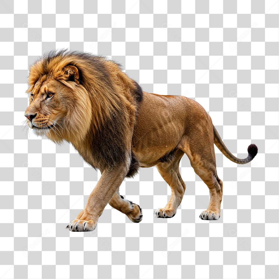 Leão Adulto PNG Transparente