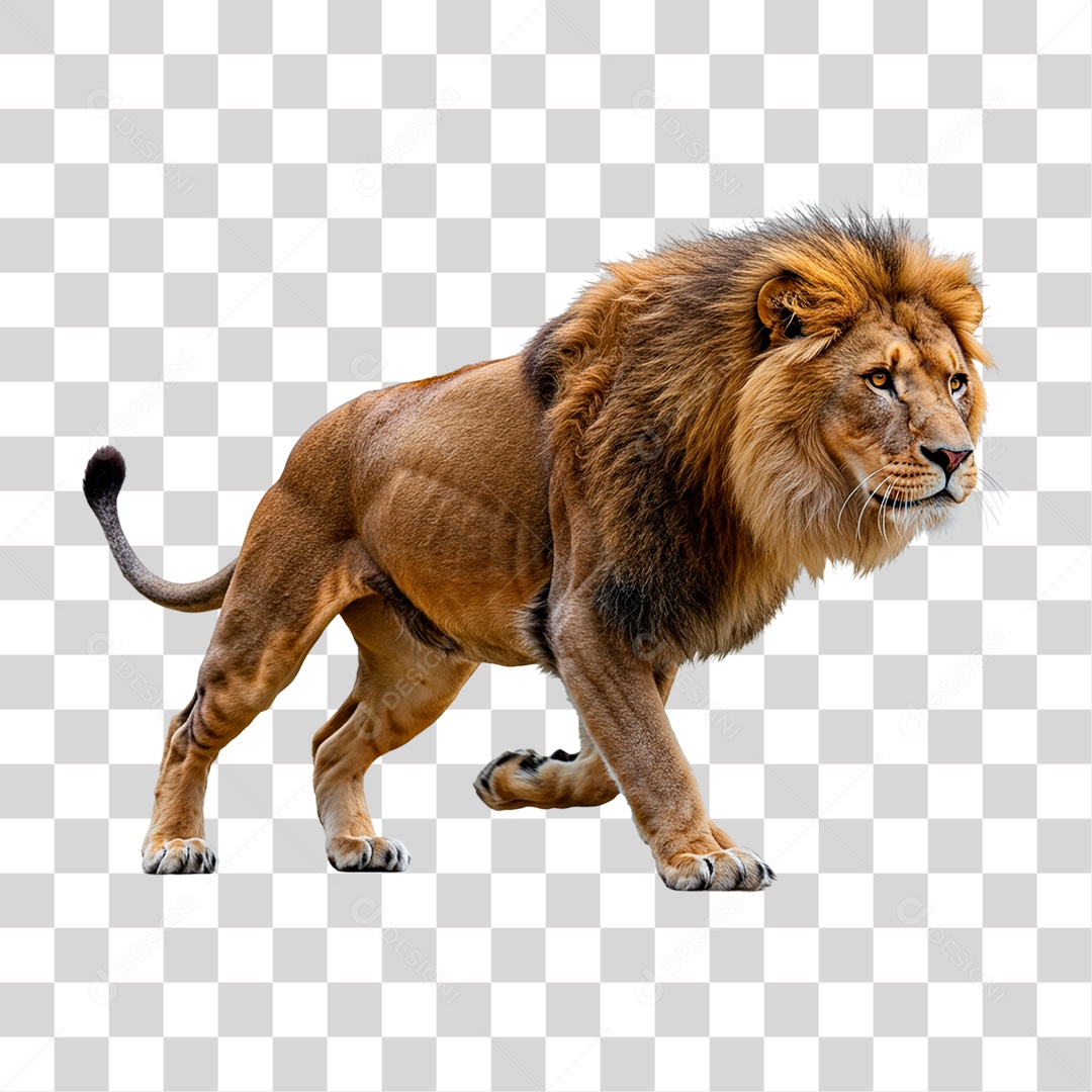 Leão Adulto PNG Transparente